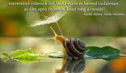 Angyali üzenet-Lásd meg a csodát