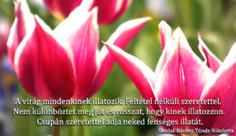 Angyali üzenet-A virág szeretete